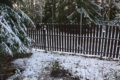 Высадка саженца кедра на&nbsp;даче