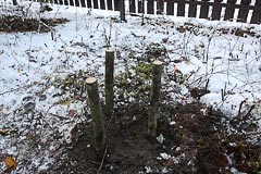 Высадка саженца кедра на&nbsp;даче