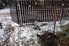 Высадка саженца кедра на&nbsp;даче