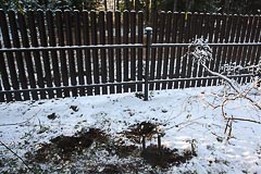 Высадка саженца кедра на&nbsp;даче