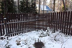 Высадка саженца кедра на&nbsp;даче
