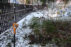 Саженцы вдоль забора (видны три саженца)