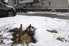 Саженец посыпан опилками