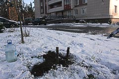 Высадка саженца кедра у&nbsp;дома во&nbsp;Всеволожске