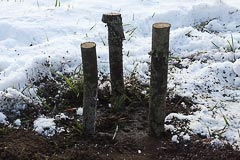 Высадка саженца кедра у&nbsp;дома во&nbsp;Всеволожске