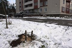 Саженец посыпан опилками