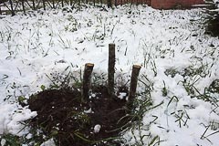 Высадка саженца кедра у&nbsp;дома во&nbsp;Всеволожске