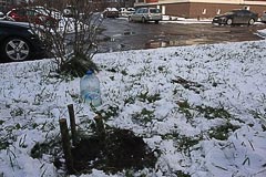 Высадка саженца кедра у&nbsp;дома во&nbsp;Всеволожске