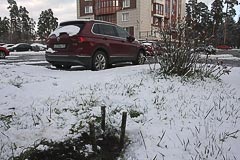 Высадка саженца кедра у&nbsp;дома во&nbsp;Всеволожске
