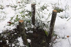 Высадка саженца кедра у&nbsp;дома во&nbsp;Всеволожске