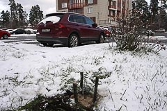 Саженец посыпан опилками