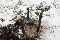 Саженец посыпан опилками