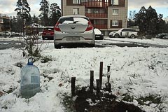 Высадка саженца кедра у&nbsp;дома во&nbsp;Всеволожске