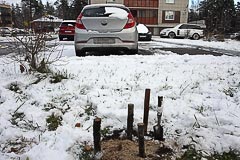 Саженец посыпан опилками