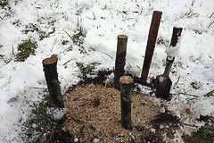Саженец посыпан опилками