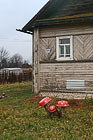 Грибки