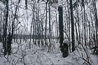 Чахлый болотный лес