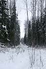 Просека