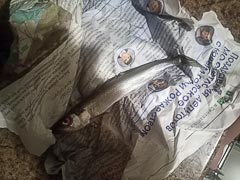 Дарственная корюшка Дарственная корюшка